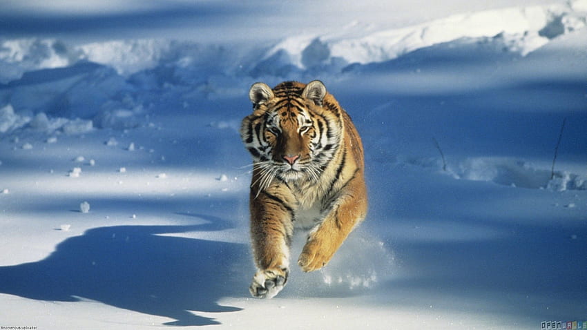 Tiger snow 24376 モバイル、タブレット用のオープンウォール []。 スノータイガーを探検。 Bengal Tiger 、Tiger for iPad、Ice Tiger 高画質の壁紙