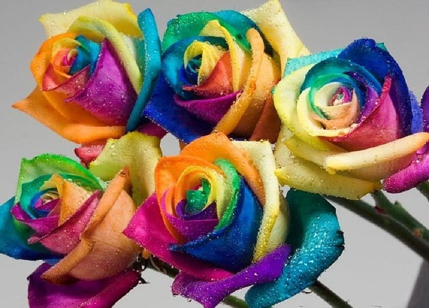real rainbow rose, delecate, colorful, plants, soft, nice, rose, pretty, petals, blossoms, bud, nature, flowers, elegance, blooms HD wallpaper