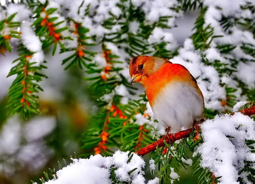 Hiver - oiseau, hiver, graphie, merveilleux, flocons de neige, flocon de neige, neige, arbres, soleil, froid, beau, arbre, nature, ciel, charmant, splendeur, glace Fond d'écran HD