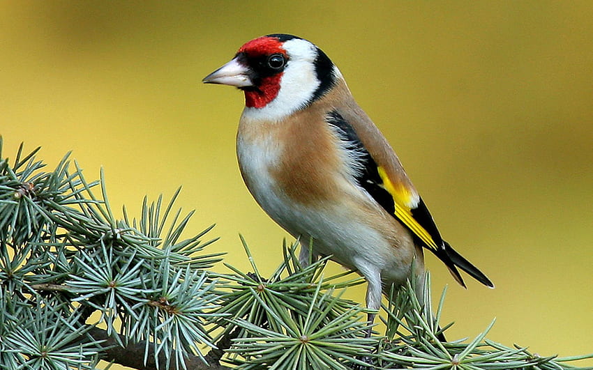 Animals, Bright, Bird, Sit, Branch, Striped, Color HD wallpaper