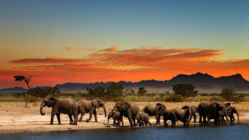 Elefante, rebanho, animais, vida selvagem,, 1366 X 768 Vida selvagem papel de parede HD