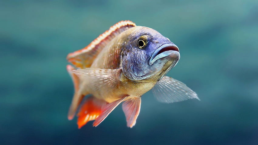 Koi Pond 3D Live New Fishes Animales Estanque de peces bajo el agua fondo de pantalla
