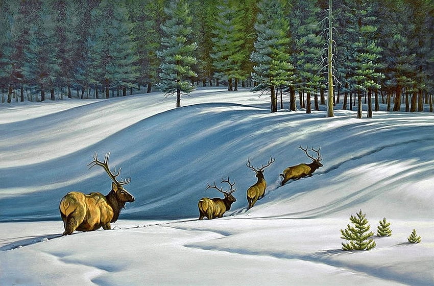 wapitis, winter, deers, snow, animals HD wallpaper