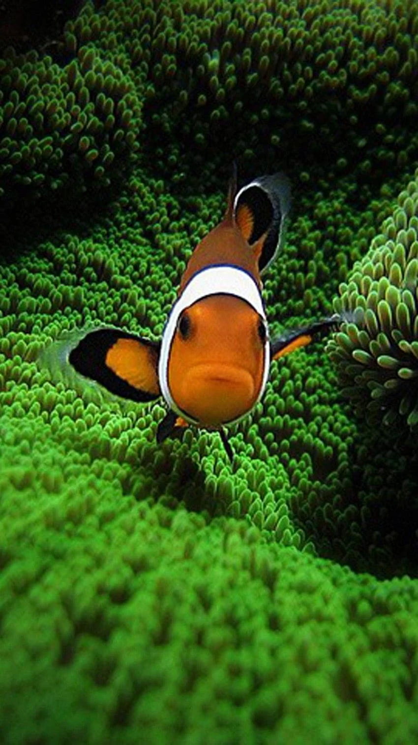 Wallpaper Clownfish, 5k, 4k wallpaper, Gili, Island, Bali, indian, pacific,  underwater, diving, tourism, orange, sealife, sea, ocean, World's best  diving sites, OS #1300