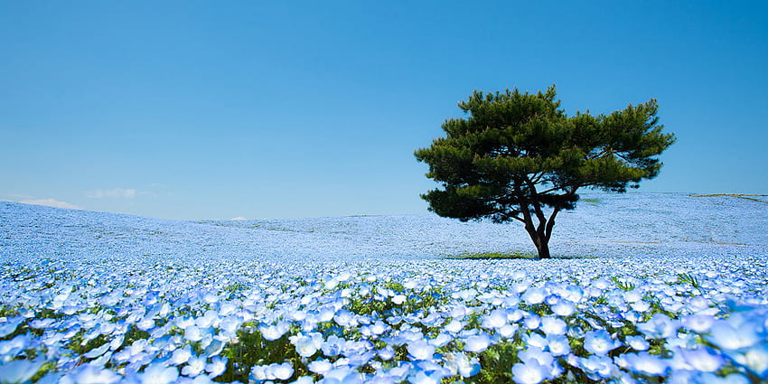 4.5 ล้านตาสีฟ้าอ่อนในสวนฮิตาชิซีไซด์ในญี่ปุ่น วอลล์เปเปอร์ HD