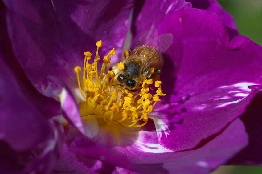 Kwiat, Makro, Pszczoła, Zapylenie Tapeta HD