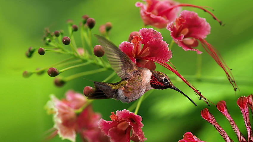 Animals, Flowers, Humming-Birds, Bird, Wood, Tree, Branches, Flight, Color, Wings, Wave, Sweep HD wallpaper