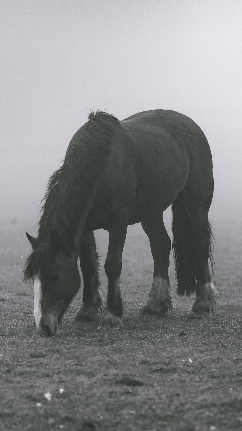 Horse in Fog - iPhone, Android &, Black Horse HD phone wallpaper