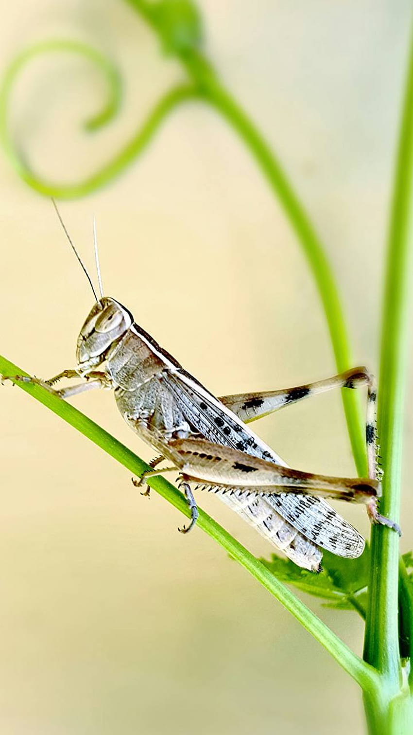 Grasshopper, insect, green, orange, HD wallpaper | Peakpx