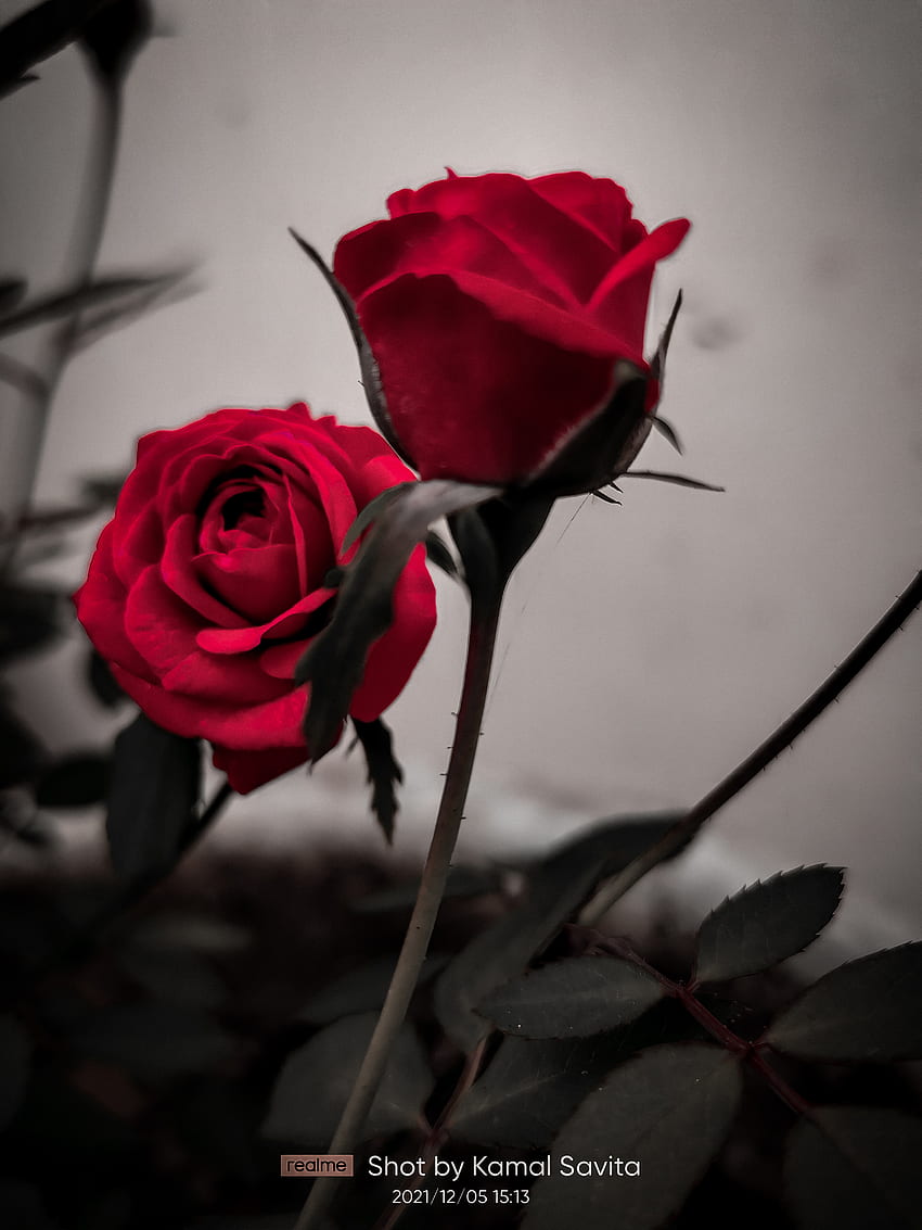 Róża, hybrydowa herbaciana róża, niebo Tapeta na telefon HD