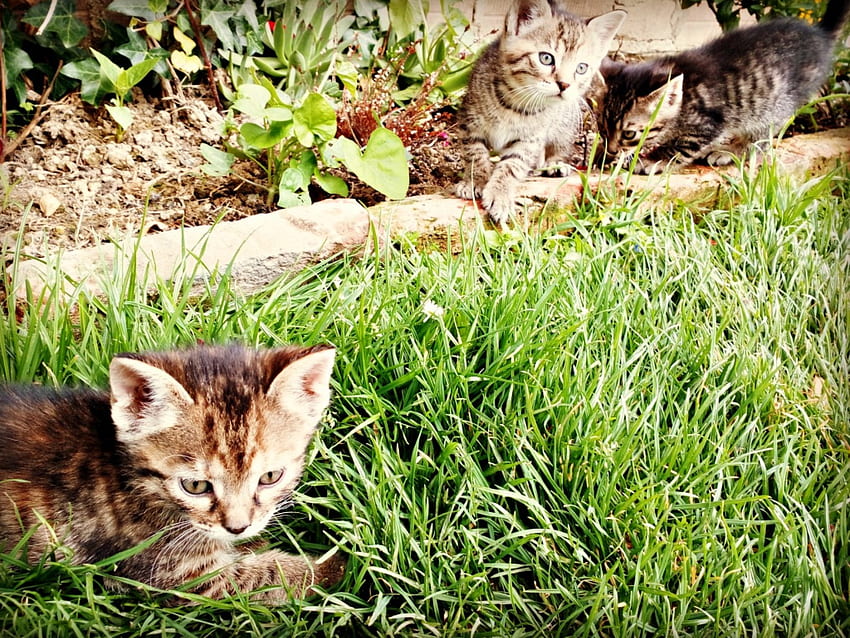 little kittens, animal, cute, green HD wallpaper