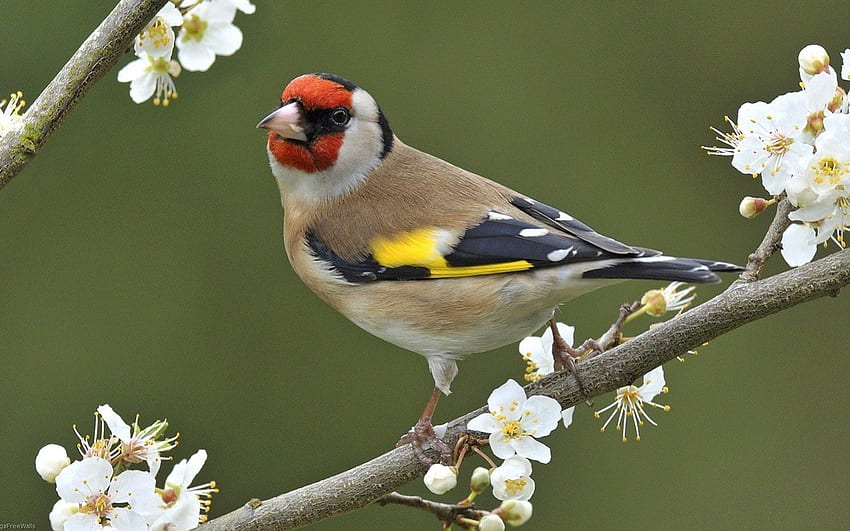 Красива пролетна птица, животно, птица, природа, цветя, пролет HD тапет
