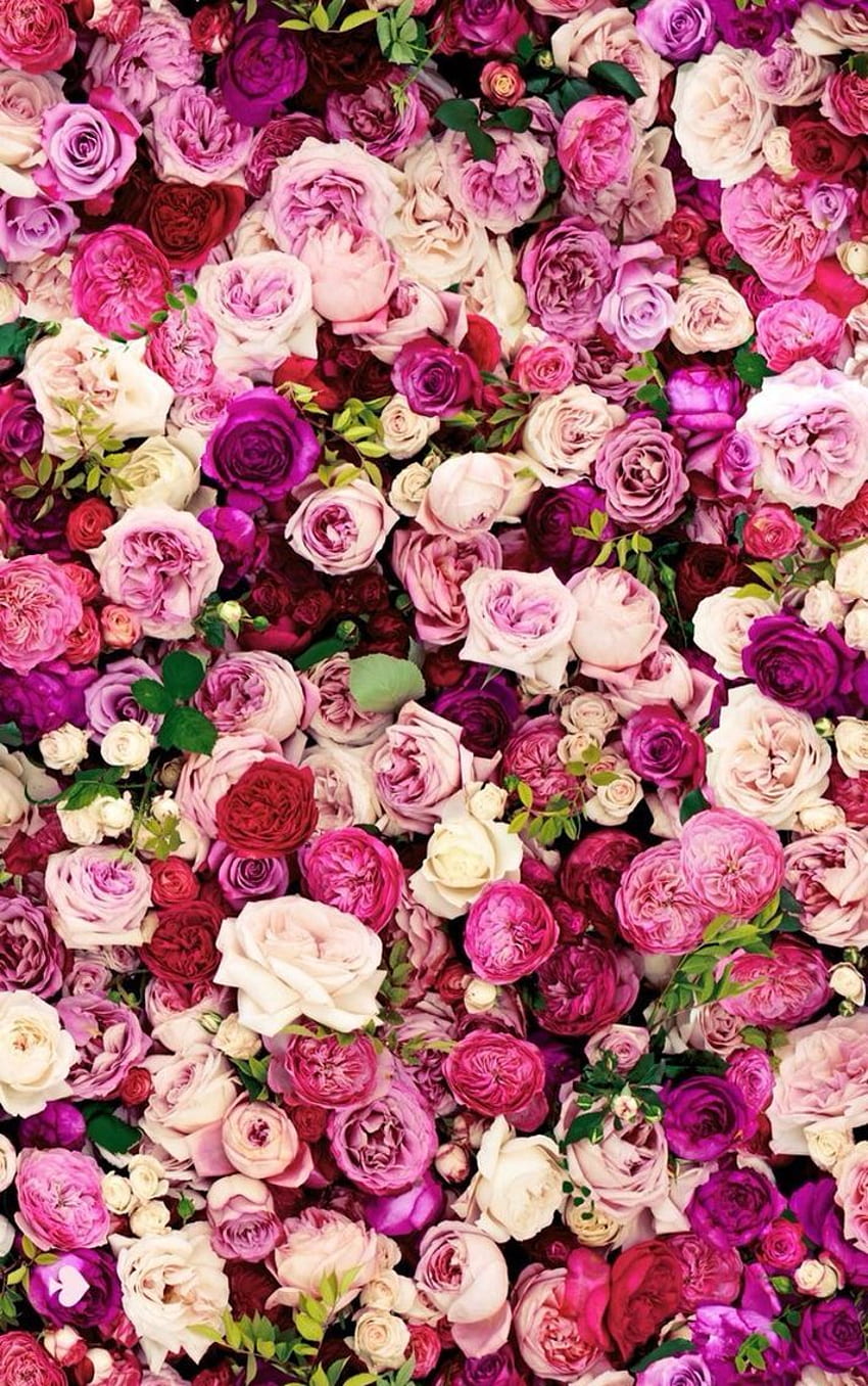 Çiçekler.. Gül, Dior Çiçek HD telefon duvar kağıdı