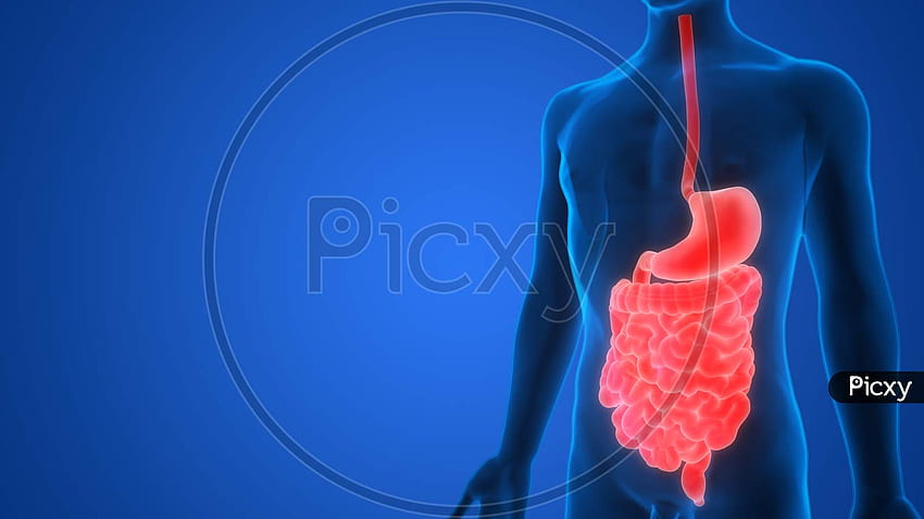 De l'estomac du système digestif humain avec l'anatomie de l'intestin RC295175 Picxy Fond d'écran HD