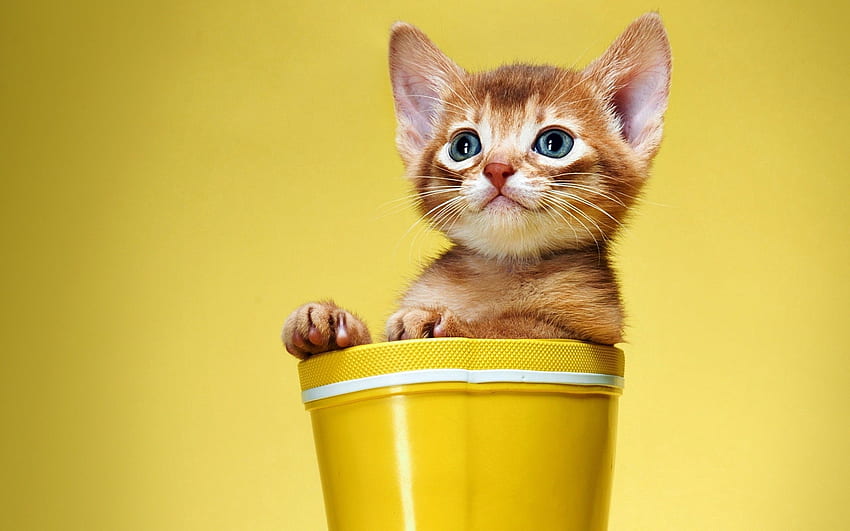 Anak Kucing, Hewan, Kucing, Penglihatan, Pendapat, Ember Wallpaper HD
