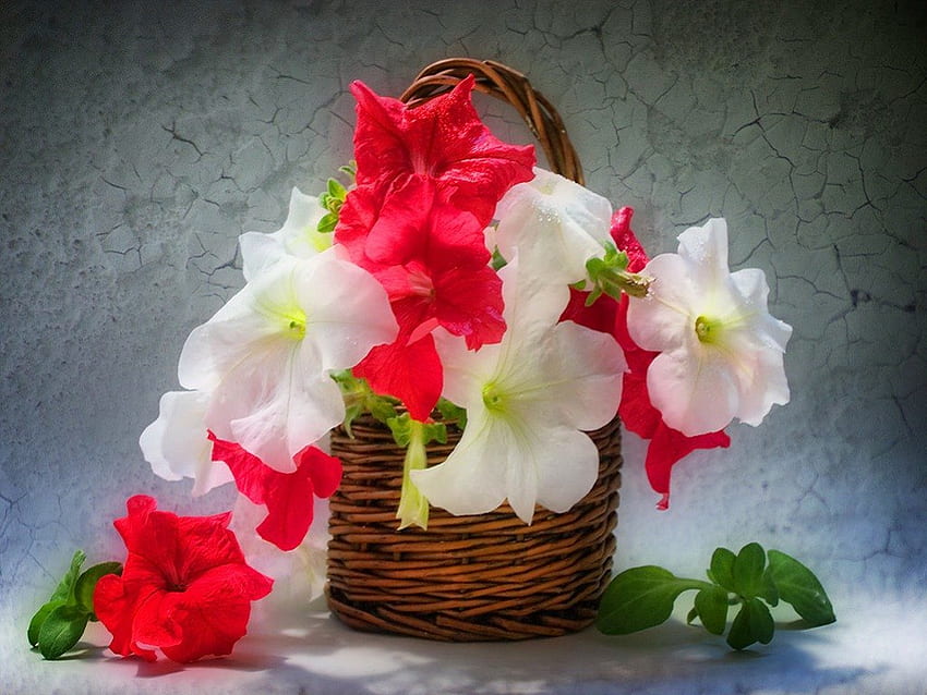 Brighten the day, white, flowers, red, bright HD wallpaper