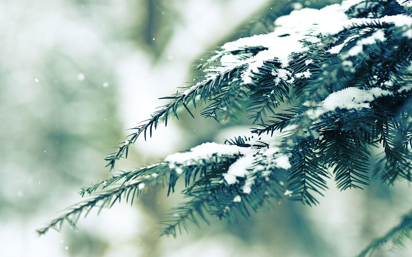 B Snow_pine_pine_branch_covered_in_snow_branch_nature_winter. 소나무 가지, 자연 겨울, 눈 HD 월페이퍼