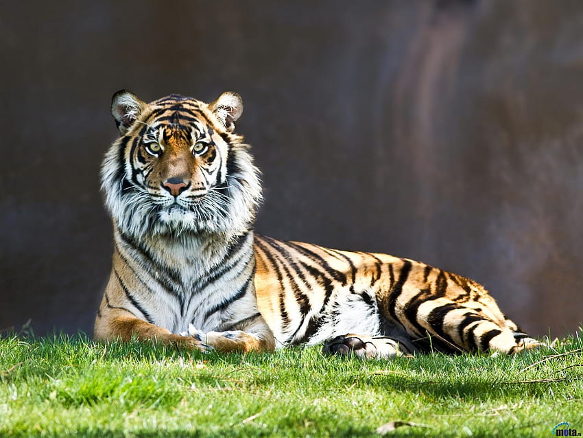 Resting Tiger, animal, grass, tiger, resting HD wallpaper
