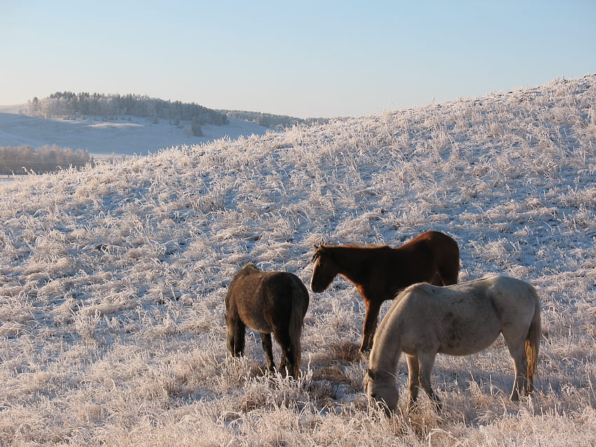 สัตว์, ฤดูหนาว, ม้า, น้ำค้างแข็ง, ฝูงสัตว์, ม้า, ทุ่งหญ้า, Mare วอลล์เปเปอร์ HD