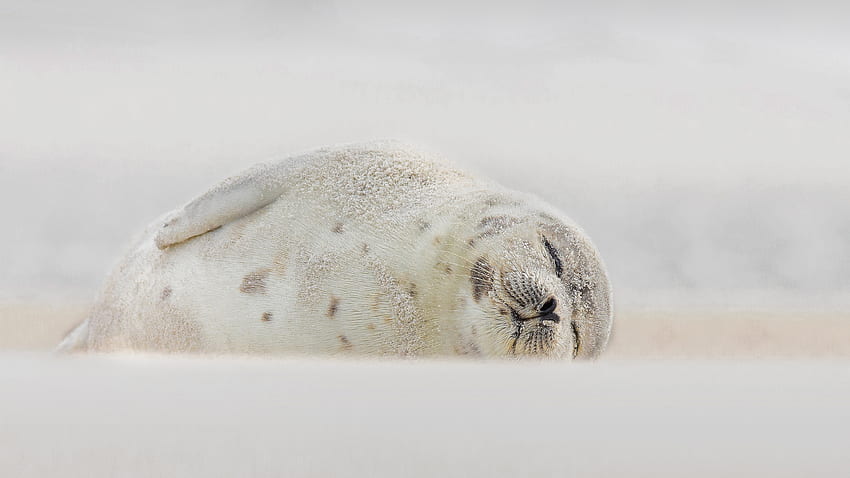 Гренландски тюлен Джоунс Бийч Лонг Айлънд, плаж Джоунс, гренландски тюлен, спи, Лонг Айлънд HD тапет