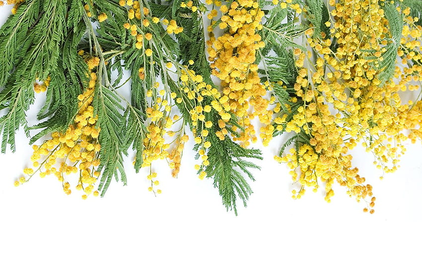 Fleurs jaunes Branches d'acacia argenté, Mimosa Fond d'écran HD