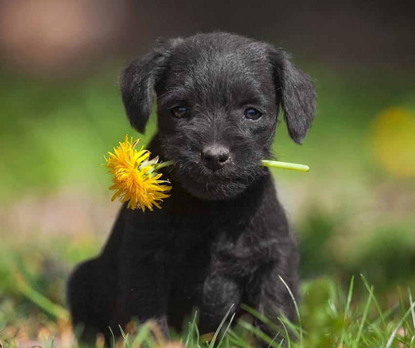 FLOWER FOR YOU、子犬、黒、花、犬、ペット 高画質の壁紙