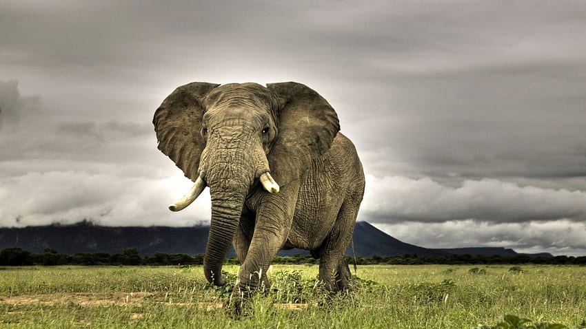 Wild Elephant, animal, other, field, elephant HD wallpaper
