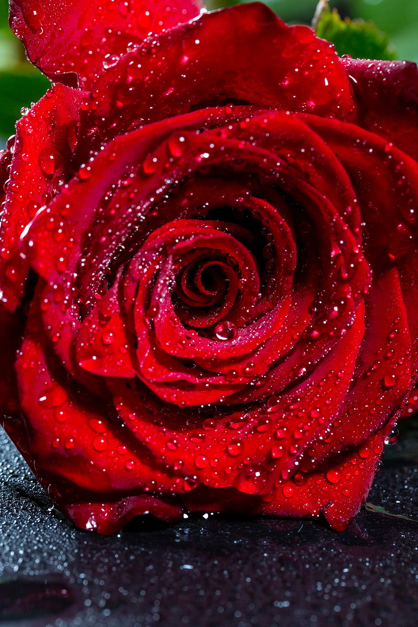 Gouttes, Fleur, Macro, Fleur De Rose Fond d'écran de téléphone HD