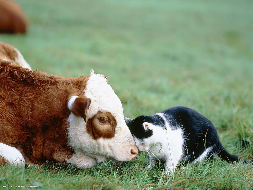 黒と白の猫と子牛が頭で触れ合っています。 猫 高画質の壁紙