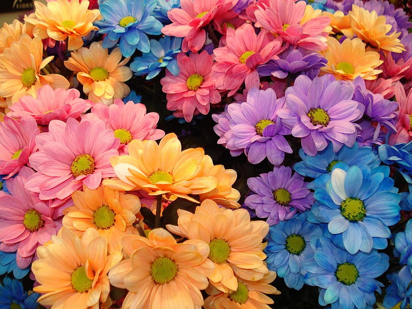 Frühlingsblumen, Blumen, Frühling HD-Hintergrundbild