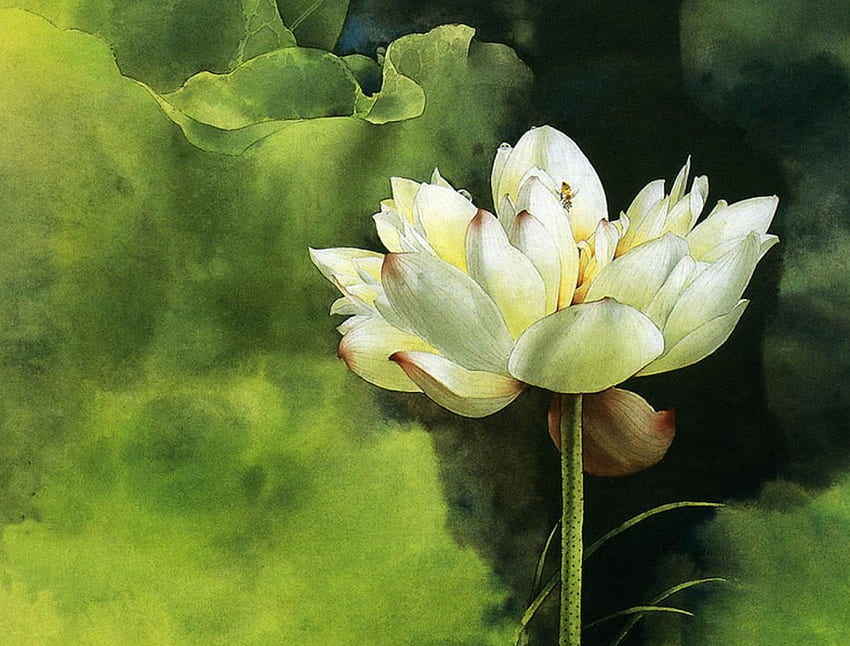 Water Lily, bee, waterlily, pond HD wallpaper