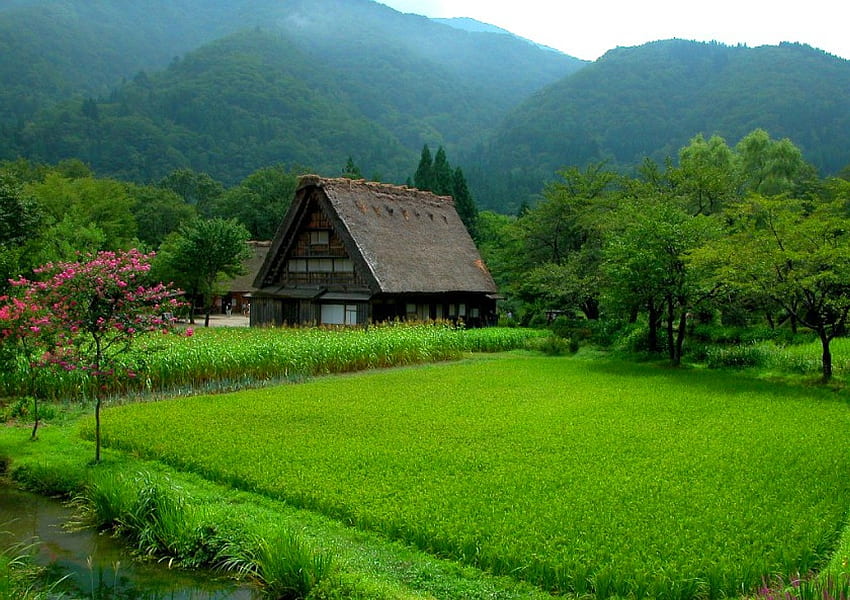 Rumah di Hijau, hijau, , rumah, indah, desa Wallpaper HD