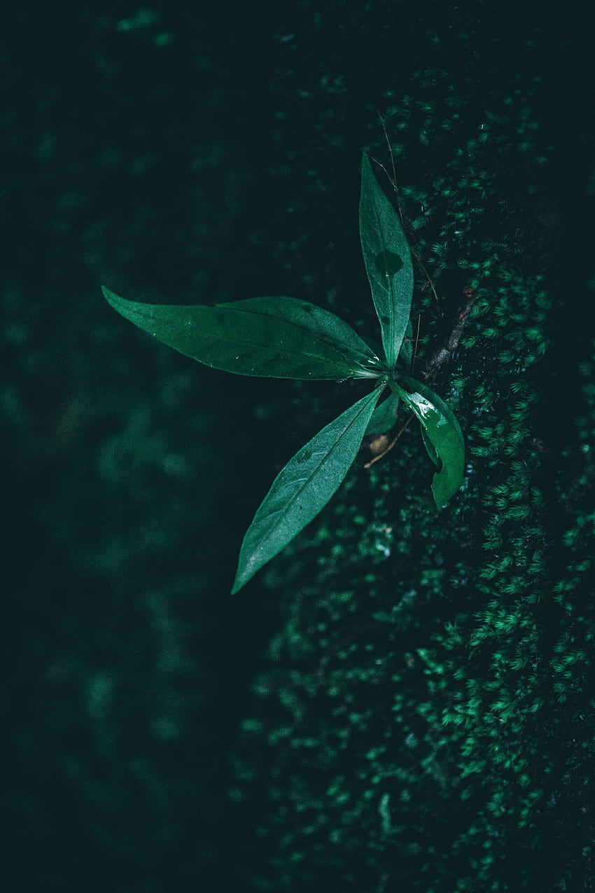 Tropfen, Pflanze, Makro, Blatt, Blatt, Feuchtigkeit HD-Handy-Hintergrundbild
