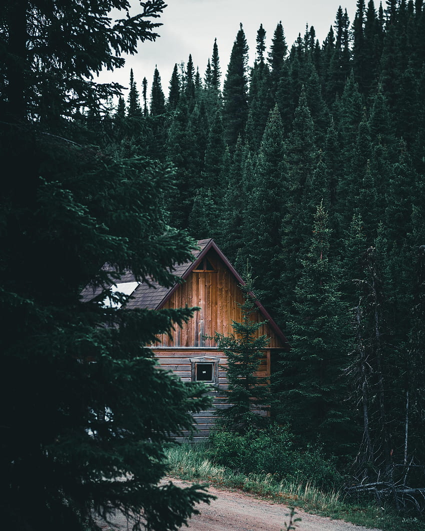 Nature, Forest, Branches, House, Fir, Spruce, Hut HD phone wallpaper