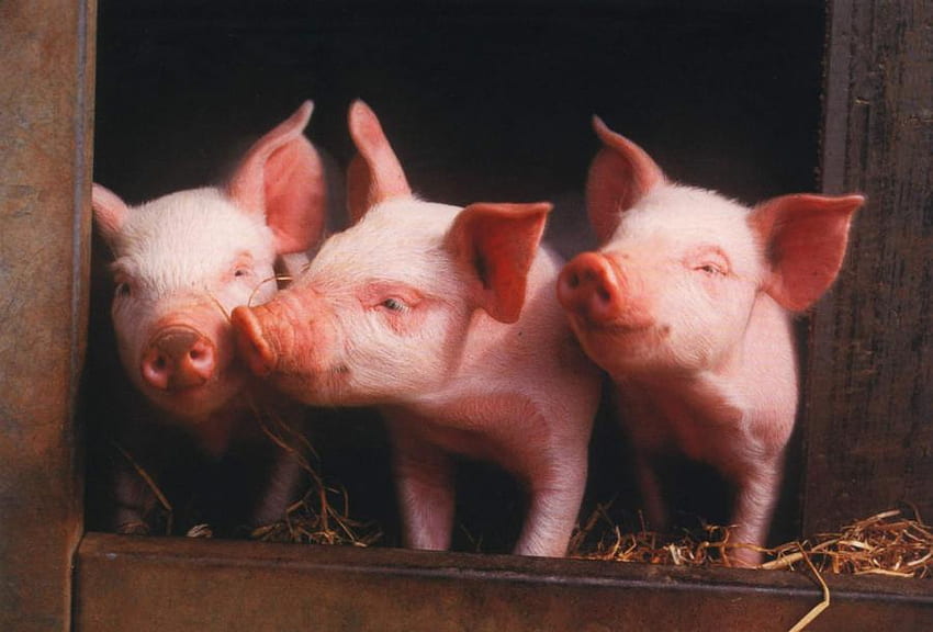 THREE PIGLETS、ピンク、子豚、豚、豚、ペット、3、豚 高画質の壁紙