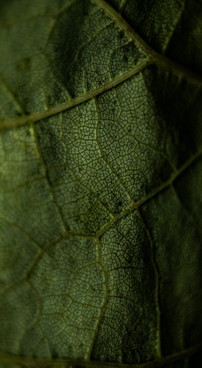 매크로, 시트, 잎, 정맥 HD 전화 배경 화면