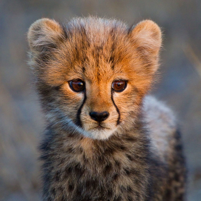Baby Cheetah, Cheetah Cubs HD phone wallpaper | Pxfuel