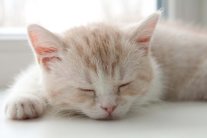 Hewan, Kucing, Anak Kucing, Moncong, Belang, Warna, Tidur, Mimpi Wallpaper HD