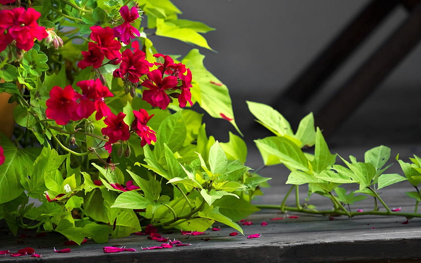 Fiori, foglie, convolvolo, petali, vasi, vaso per piante Sfondo HD
