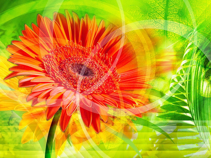 Blumen, Gelb, Natur, Frühling, Orange HD-Hintergrundbild