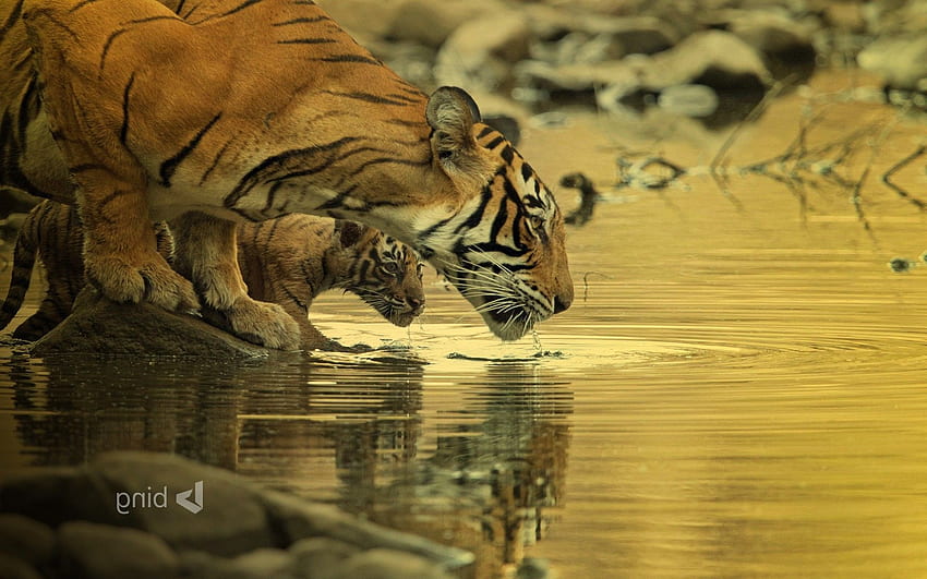 Tiger Bing Big Cats Baby Animals Water Animals - Tiger, Tiger Drinking Water HD wallpaper