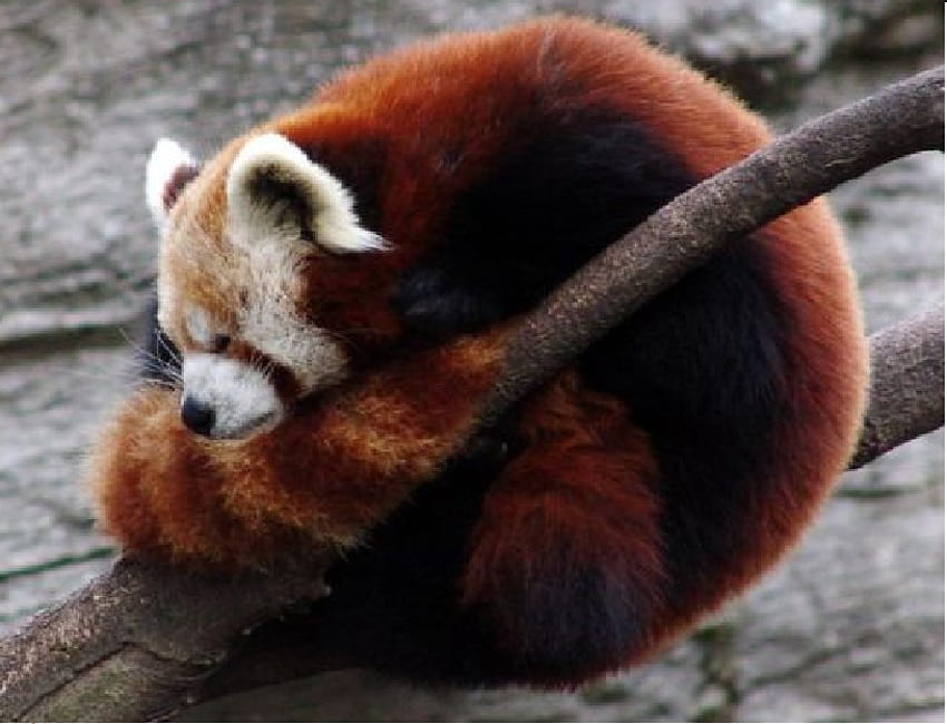 Red panda sleeping, cute red panda, sleeping, red panda HD wallpaper