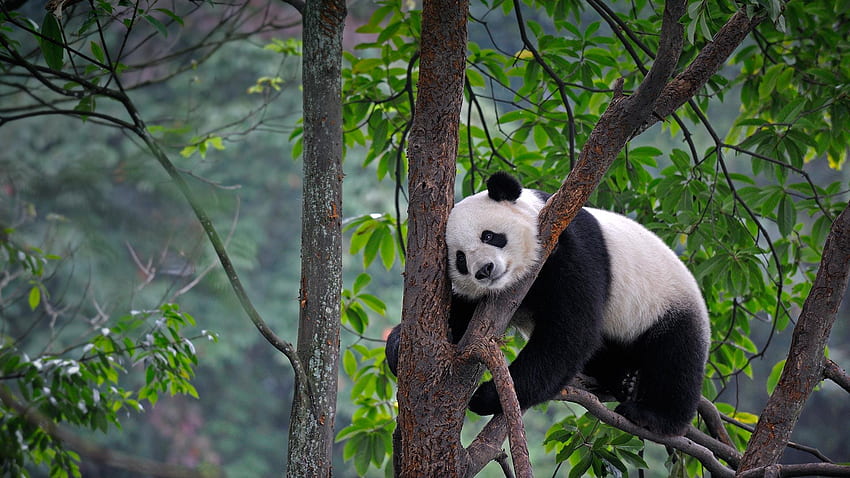 Giant Pandas, Lazy Panda HD wallpaper