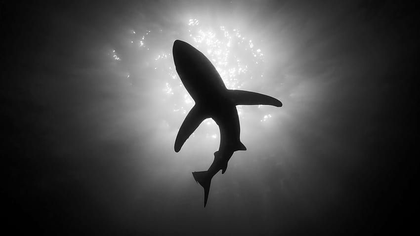 Requin de poisson blanc noir. Haut Fond d'écran HD
