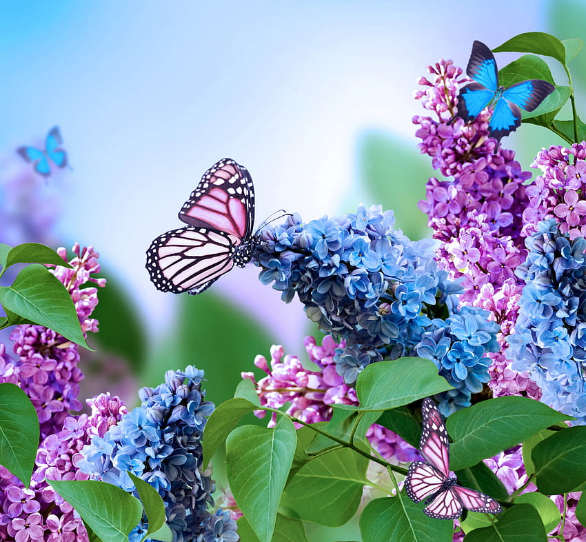 Liliowe Kwiaty Piękne Motyle Kwiat Kwitną Niebieski Wiosna Fioletowy, Wiosna Motyl Tapeta HD