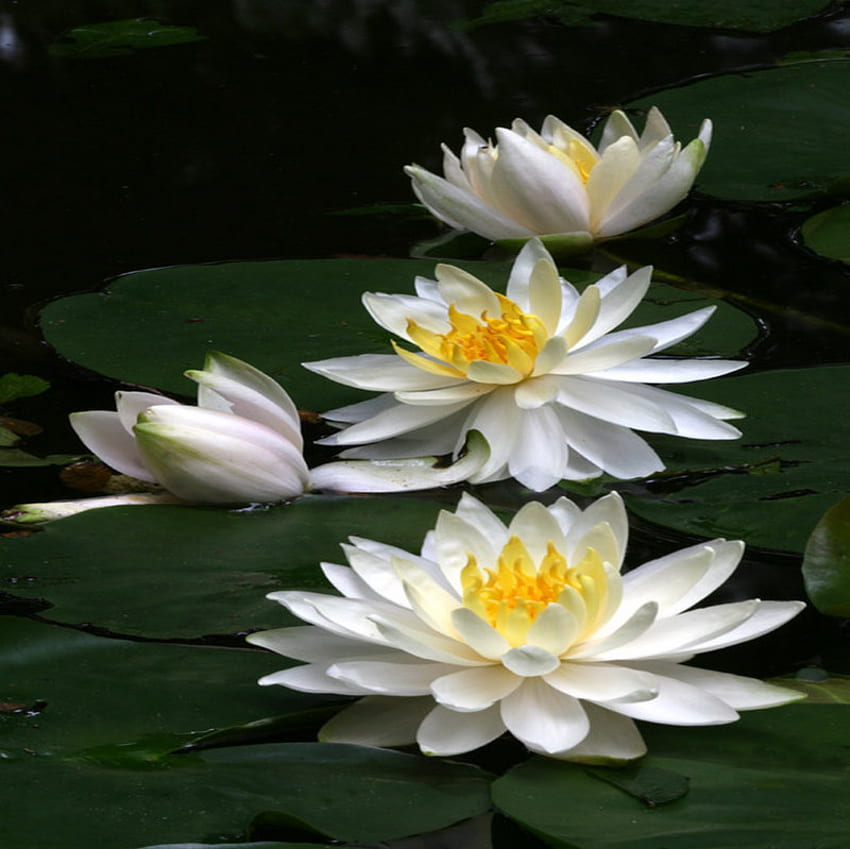 lotus, délicat, blanc, étang Fond d'écran HD