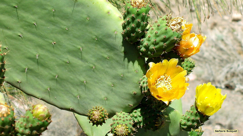 Close Up 's Cactus And Flower Barbara's, Yellow Cactus HD wallpaper