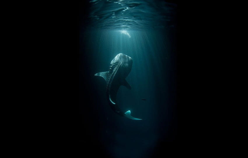 mer, eau, lumière, l'océan, sombre, monstre, ombre, poisson, requin, profondeur, grand, queue, énorme, géant, abîme, taille pour , section животные, Dark Ocean Water Fond d'écran HD