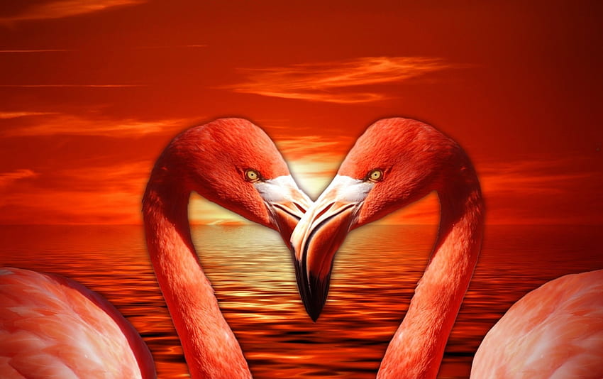 Flamingo Love!, przyroda, ptaki, miłość, flamingi Tapeta HD