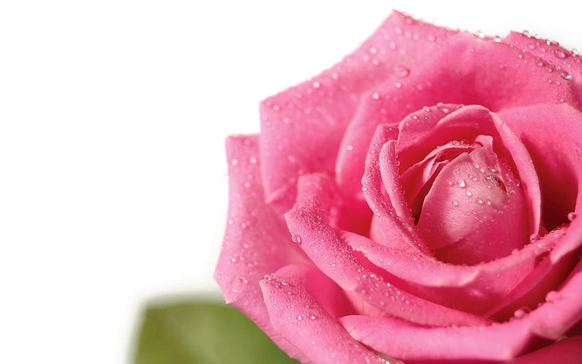 Rosa, Gocce, Fiore, Macro, Fiore rosa, Rosa, Petali, Germoglio Sfondo HD